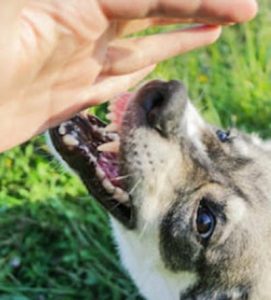 Child dog bite injury